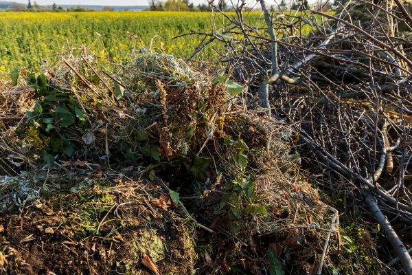 Cost of Brush Disposal in Reno