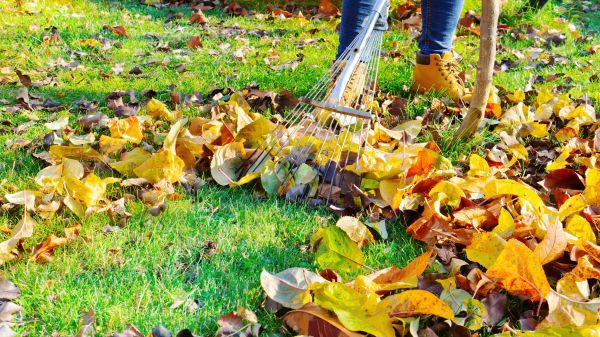 Cost of Lawn Cleanup Service in Reno