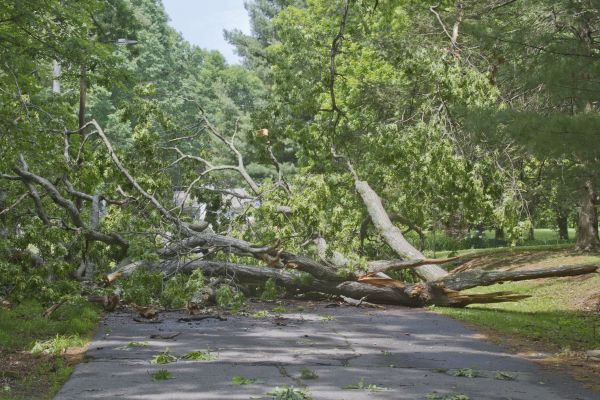 Cost of Tree Debris Removal in Reno
